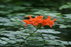 Campsis radicans